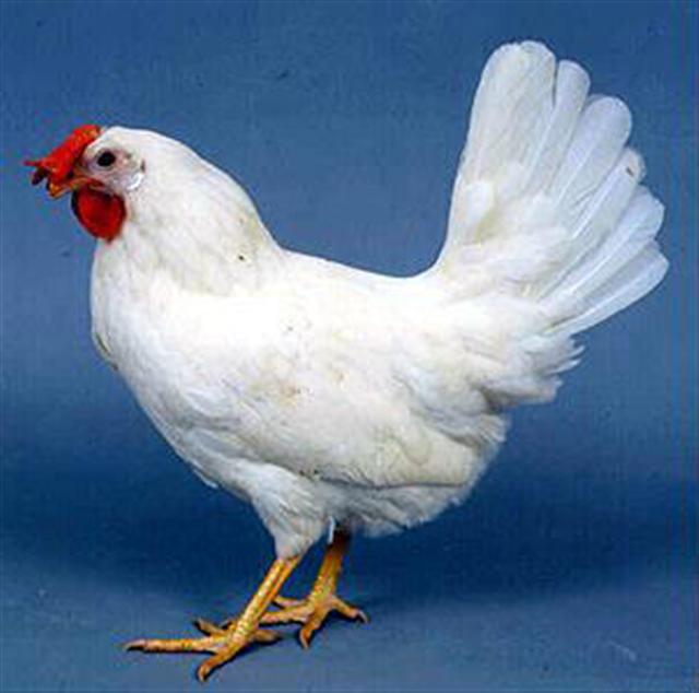 Açıklama: http://www.vgsdevekusu.com/images/tavuk.JPG
